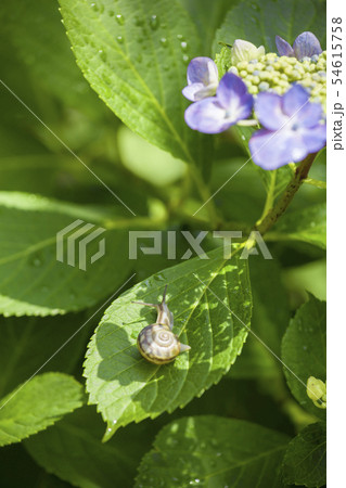 カタツムリとガクアジサイ カタツムリとガクアジサイ 54615758