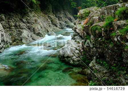 前鬼川とツツジ（奈良県吉野郡下北山村） 54616729