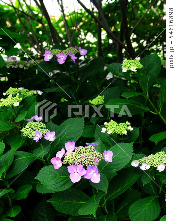 額紫陽花 額紫陽花 54616898
