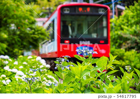 (神奈川県)箱根登山鉄道 あじさい電車 (神奈川県)箱根登山鉄道 あじさい電車 54617795
