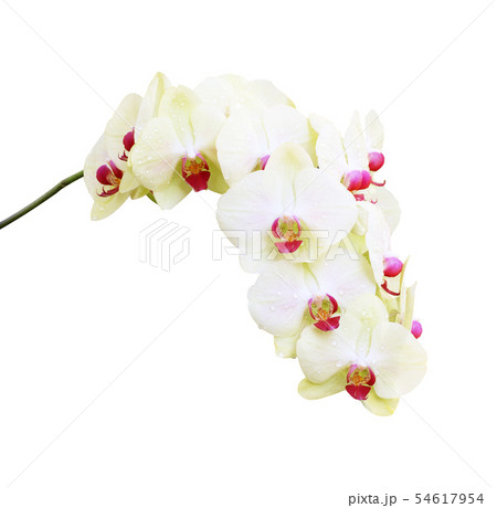 Orchid flowers isolated on white background. 54617954