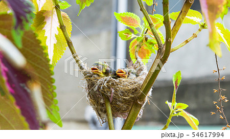 バーディー 小鳥 ことり 54617994