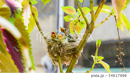 バーディー 小鳥 ことり 54617996