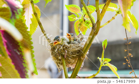 動物 動物学 鳥綱 54617999