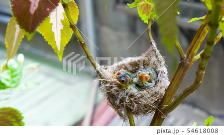 動物 動物学 鳥綱 54618008