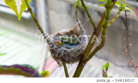 動物 動物学 鳥綱 54618017