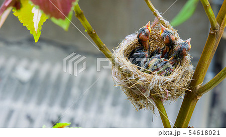 バーディー 小鳥 ことり 54618021