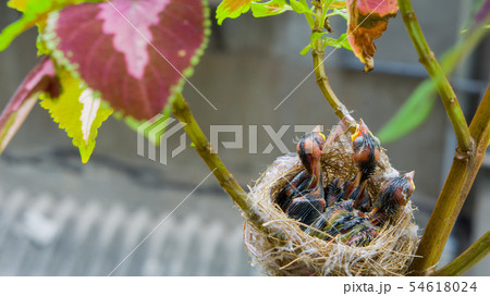 動物 動物学 鳥綱 54618024
