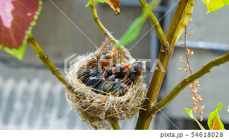 バーディー 小鳥 ことり 54618028