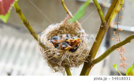 動物 動物学 鳥綱 54618031