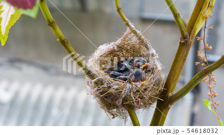 動物 動物学 鳥綱 54618032