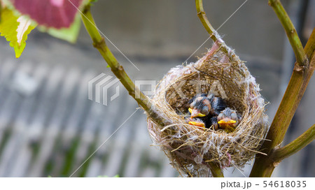 動物 動物学 鳥綱 54618035