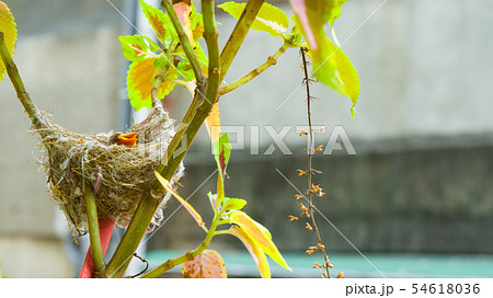 動物 動物学 鳥綱 54618036