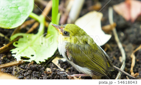動物 動物学 鳥綱 54618043