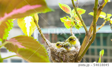 動物 動物学 鳥綱 54618045