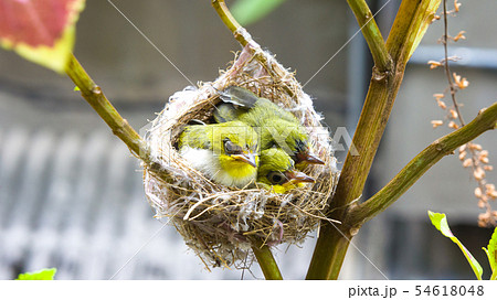 バーディー 小鳥 ことり 54618048