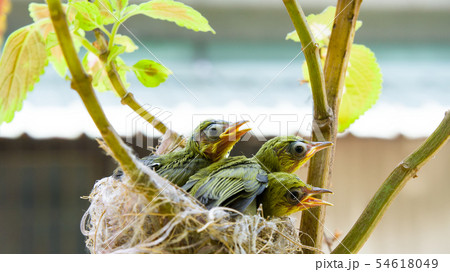 動物 動物学 鳥綱 54618049