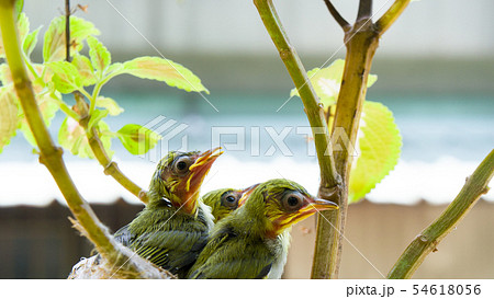 バーディー 小鳥 ことり 54618056