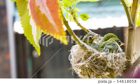 動物 動物学 鳥綱 54618058