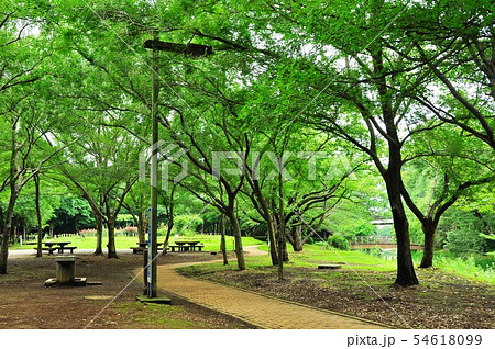 大和市ふれあいの森 ふれあい広場と新緑 大和市ふれあいの森 ふれあい広場と新緑 54618099