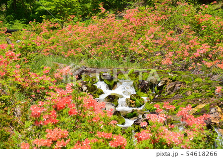 ツツジの花咲くチャツボミゴケ公園 ツツジの花咲くチャツボミゴケ公園 54618266
