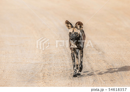 African wild dog in Kruger National park, South 54618357