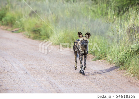 African wild dog in Kruger National park, South 54618358