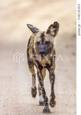 African wild dog in Kruger National park, South 54618363