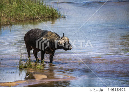 African buffalo in Kruger National park, South African buffalo in Kruger National park, South 54618491