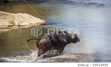 African buffalo in Kruger National park, South African buffalo in Kruger National park, South 54618495
