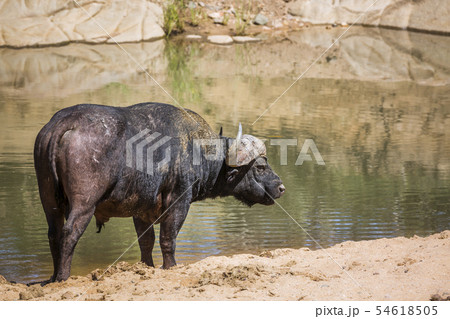African buffalo in Kruger National park, South 54618505
