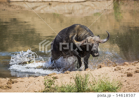 African buffalo in Kruger National park, South African buffalo in Kruger National park, South 54618507