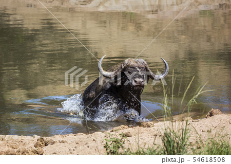 African buffalo in Kruger National park, South African buffalo in Kruger National park, South 54618508