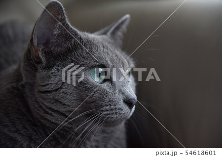 猫　ロシアンブルー 54618601