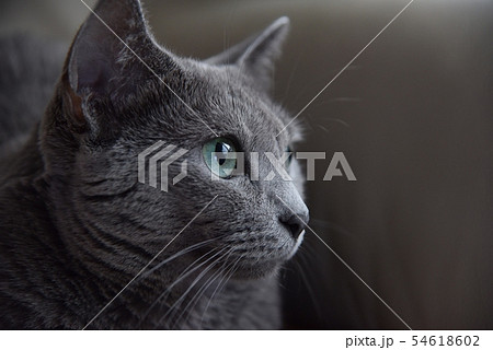 猫　ロシアンブルー 54618602