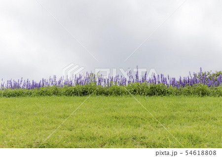 ラベンダーと曇り空 54618808