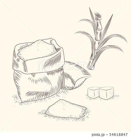 Set of sugar cane. Hand draw cane leaves 54618847