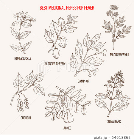 Best herbal remedies for fever 54618862