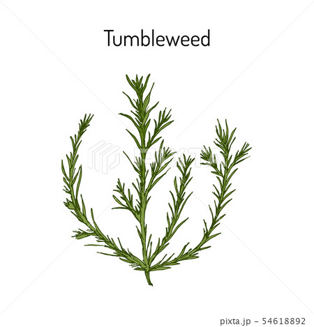 Tumbleweed Salsola collina , medicinal plant 54618892