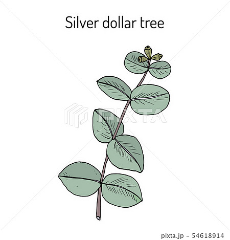 Silver dollar tree eucalyptus cinerea , or argyle apple, silver-leaf stringybark, medicinal plant Silver dollar tree eucalyptus cinerea , or argyle apple, silver-leaf stringybark, medicinal plant 54618914