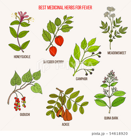 Best herbal remedies for fever 54618920