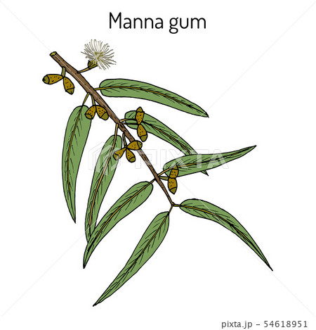 Manna, or ribbon, or white gum Eucalyptus viminalis , medicinal plant Manna, or ribbon, or white gum Eucalyptus viminalis , medicinal plant 54618951
