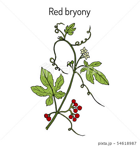 Red or white bryony Bryonia dioica 54618987