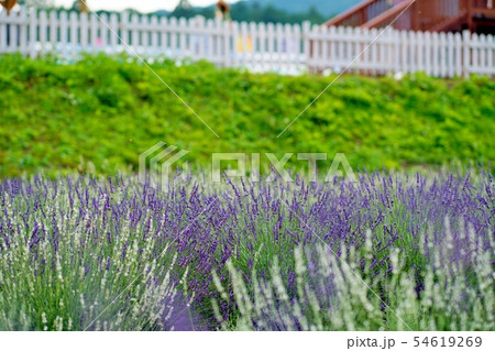 ラベンダー畑 ラベンダー畑 54619269