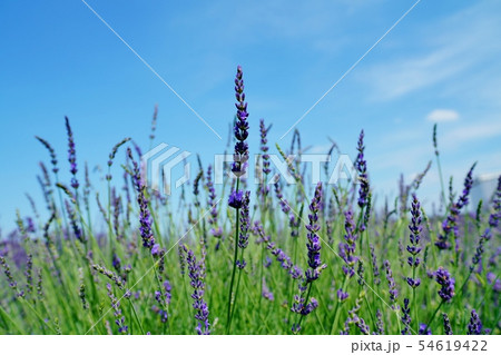 ラベンダー畑 ラベンダー畑 54619422