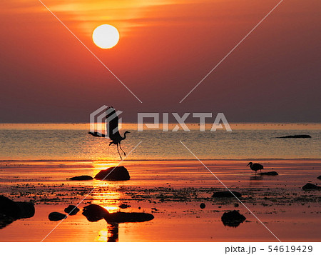 雨晴海岸 鷺と春霞の日の出 雨晴海岸 鷺と春霞の日の出 54619429