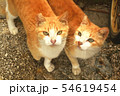 さくら耳兄弟猫 54619454