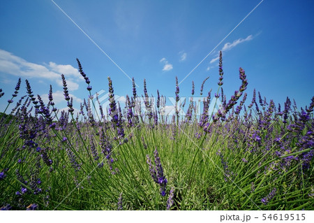ラベンダー畑 ラベンダー畑 54619515