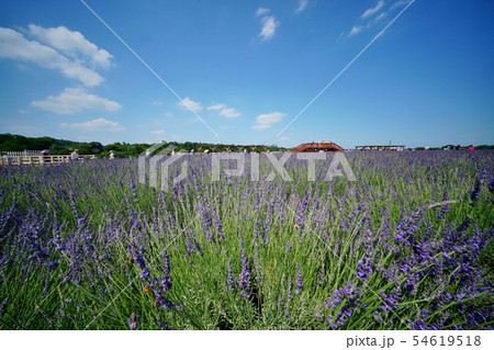 ラベンダー畑 54619518