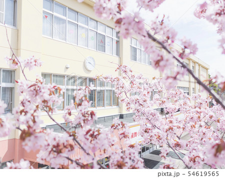 桜と学校 54619565